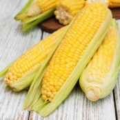 Three ears of fresh corn, partially cleaned and ready for cooking.