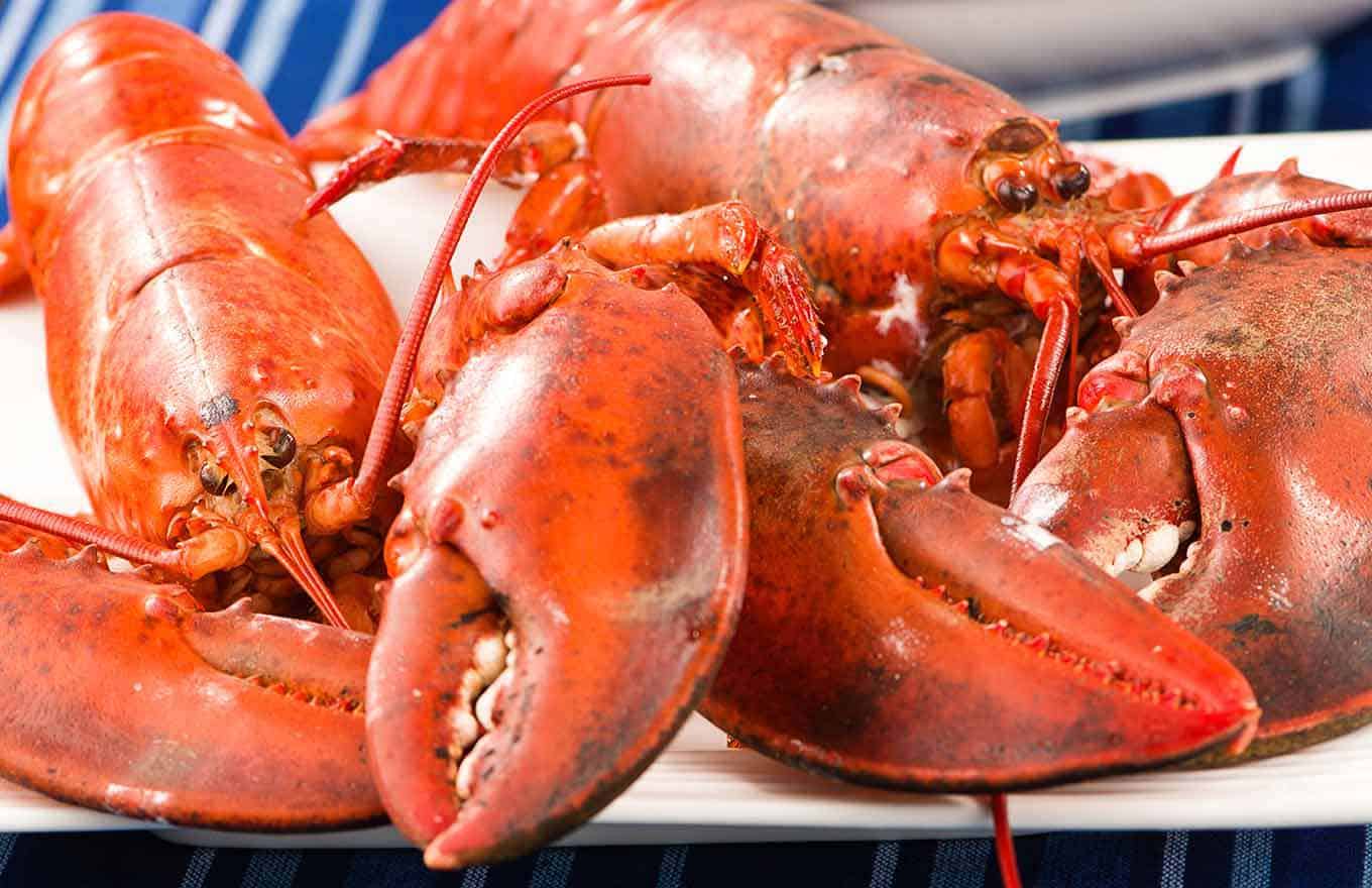 Two fully-cooked, whole lobsters on a plate.